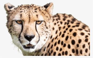 Cheetah-foreground - Cheetah #4354574