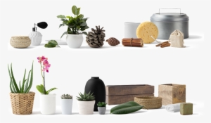 Potted Planting Png Transparent Decoratives - Acure Organics Brightening Facial Scrub Sea Kelp+ Chlorella #4355070