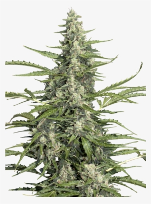 Paradise Seeds On Twitter - Pandora Paradise Seeds #4355146