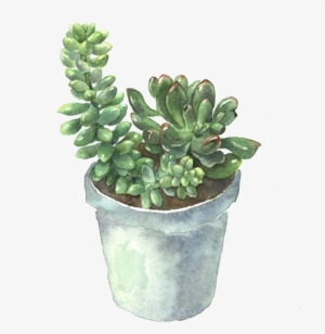 Plant Flowerpot Cactaceae Plants - Buscar La Planta Suculenta #4355211