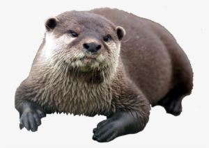 Otter - Biggest Bitches On Reality Tv Like Ilton, Donald Trump, #4355290
