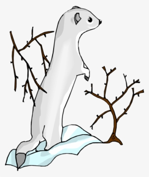 Sea Otter Clip Art - Drawing #4355320