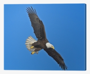 Flying Eagle #4355367