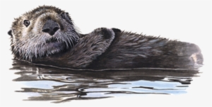 Sea Otter #4355650