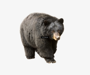 Bear #4356888