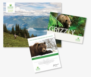 Grizzly Bear #4357186