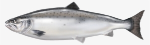 Atlantic Salmon From Norway Is Our Raw Material Base - Atlantic Salmon No Background #4358243
