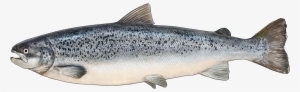 Http - //www - Fishbuoy - Com/images/images/fish Species - Salmon Fish Png #4358310