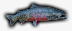 Chum Salmon Fish Mount - Sockeye Salmon #4358499