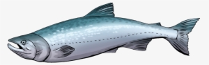 Free To Use & Public Domain Fish Clip Art - Salmon Clip Art #4358869