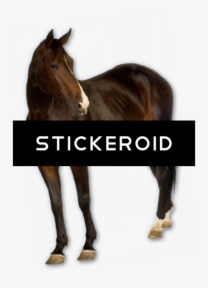Horse - Horse Png Hd #4359208 Horse - Horse Png Hd #4359208