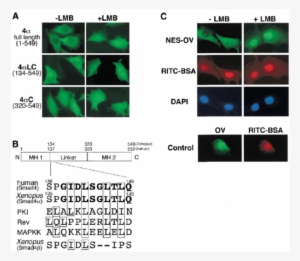 A Leucine Rich Nes In Smad4 - Transfection #4359667