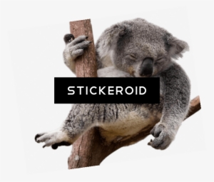 Napping Koala Bear In Eucalyptus Tree #4359825