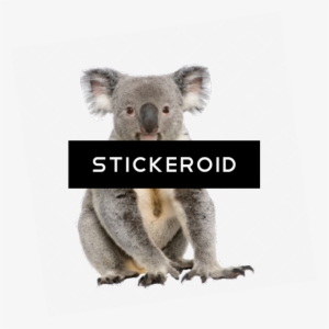 Koala #4359950
