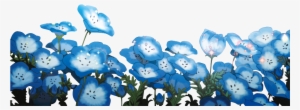 Flores [png Random] 14 By Keary23 - Baby Blue Eye Flower Png #4361238