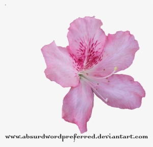 Medium Crop Of Transparent Flower Crown - Azalea Flower Png #4362748