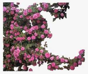 Photo Trepadeira - Rosa Zephirine Drouhin #4363116