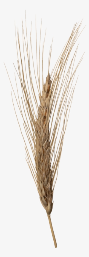 Wheat Head - Triticale #4364195 Wheat Head - Triticale #4364195