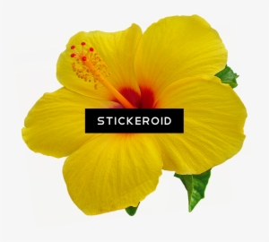 Hibiscus Flower Nature - Tropical Flower Yellow Png #4364468