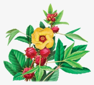 Hibiscus Sabdariffa L - Alvita Tea Organic Hibiscus Tea 24 Bag #4364680