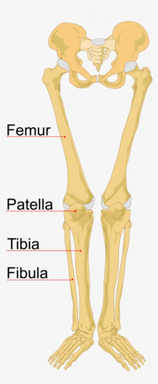 Leg Bones Labeled #4365249