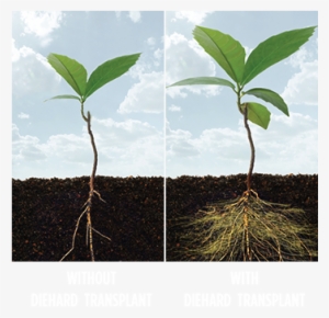 Soil And Roots Png - Plant With Root Png #4365411