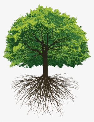 Great Oak Roots - Thoughts On Save Trees #4365473