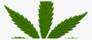 Why The Back-pedalling On Medical Marijuana [the Age] - Cannabis Sativa Subsp. Indica #4366387