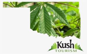 Oklahoma Marijuana - Oklahoma Marijuana Leaf #4366395