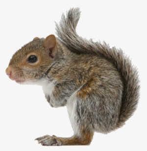 Squirrel - Squirrel With White Background #4366532