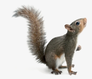 Squirrel Png Download Image #4366535