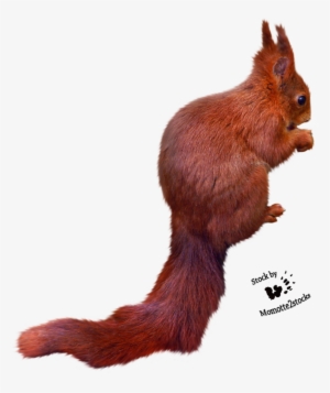 Free Icons Png - Eurasian Red Squirrel #4366869