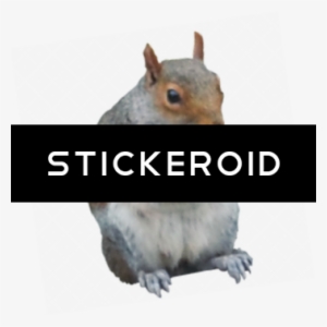 Squirrel - Fox Squirrel #4366880