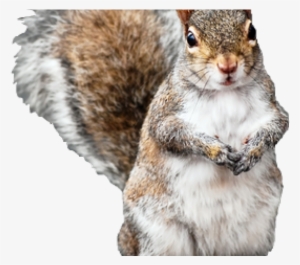 Squirrel With Long Hair #4367258