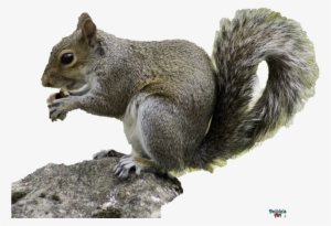 Squirrel - Squirrel Hd With Transparent Background #4367281