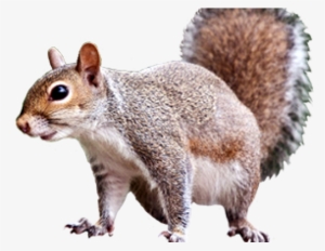 Squirrel Transparent #4367353