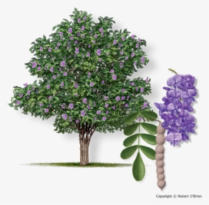 Mountain Laurel Sephora Secundiflora - Texas Mountain Laurel Png #4367847