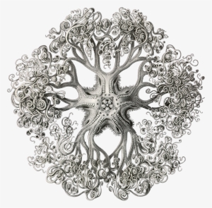 Ernst Haeckel Black And White Art #4369328