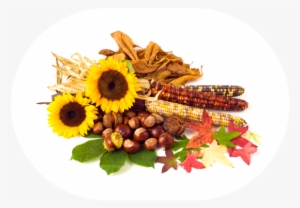 2018 09 19 September Harvest Bundle - First Day Of November #4369948