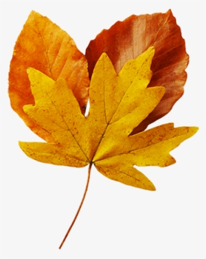 Free Beautiful Autumn Cliparts Download Free Clip Art - Realistic Fall Leaves Transparent #4370162