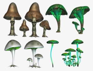 Mushroom Png Image - Psilocybin Mushrooms Png #4370565
