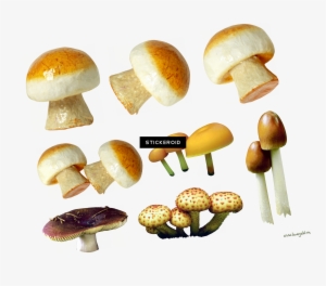 Mushroom #4370722 Mushroom #4370722