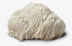 Lions Mane Mushroom - Lion's Mane Mushroom Png #4370851