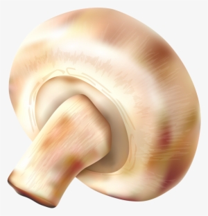 Mushroom Transparent Png Clip Art Image - Mushrooms Food Png #4371035