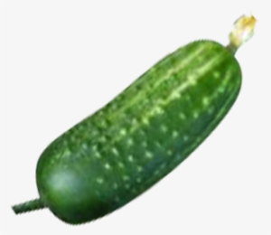 Cucumber - Cucumber With Transparent Background #4371864