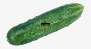 Cucumber - Cucumber Png #4371912