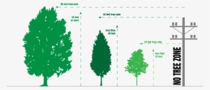 If Trees In Your Area Are Growing Into Power Lines, - Tree Planting #4372917