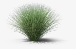 Product Item - Sweet Grass #4374384