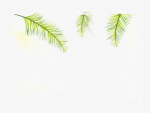 Three Coniferous Leaves Transparent Plant Vector - Attalea Speciosa #4374385