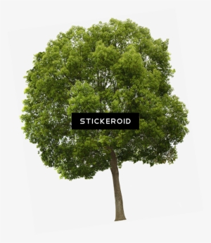 Texture Hackberry Tree Trees Lugher Texture Library - Trees Png High Resolution #4374774 Texture Hackberry Tree Trees Lugher Texture Library - Trees Png High Resolution #4374774